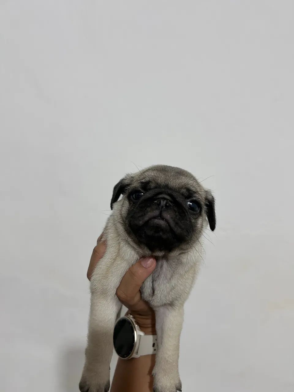 Pug fêmea  - Foto 4