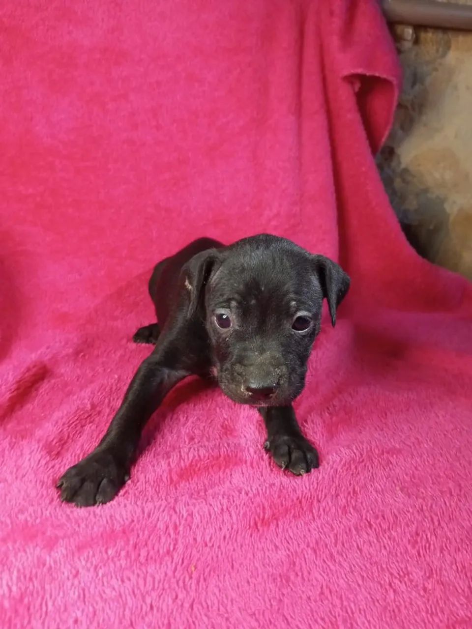 American pit bull terrier - Foto 3