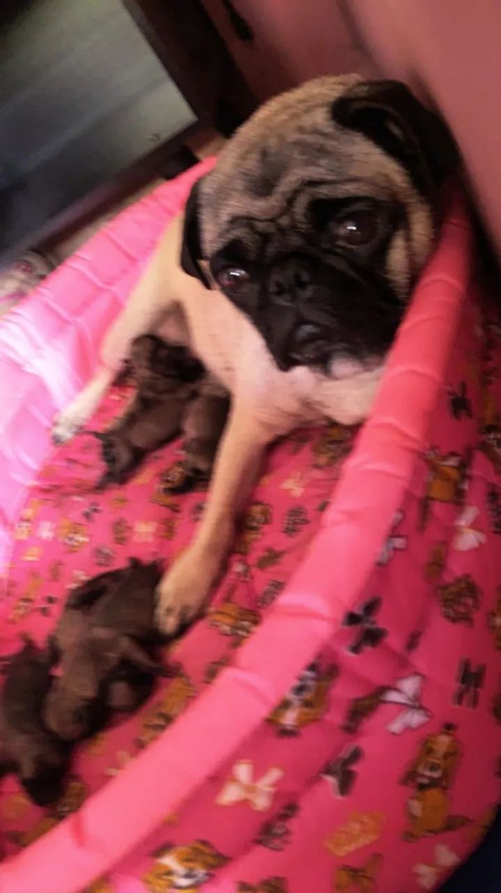 Pug - Foto 4