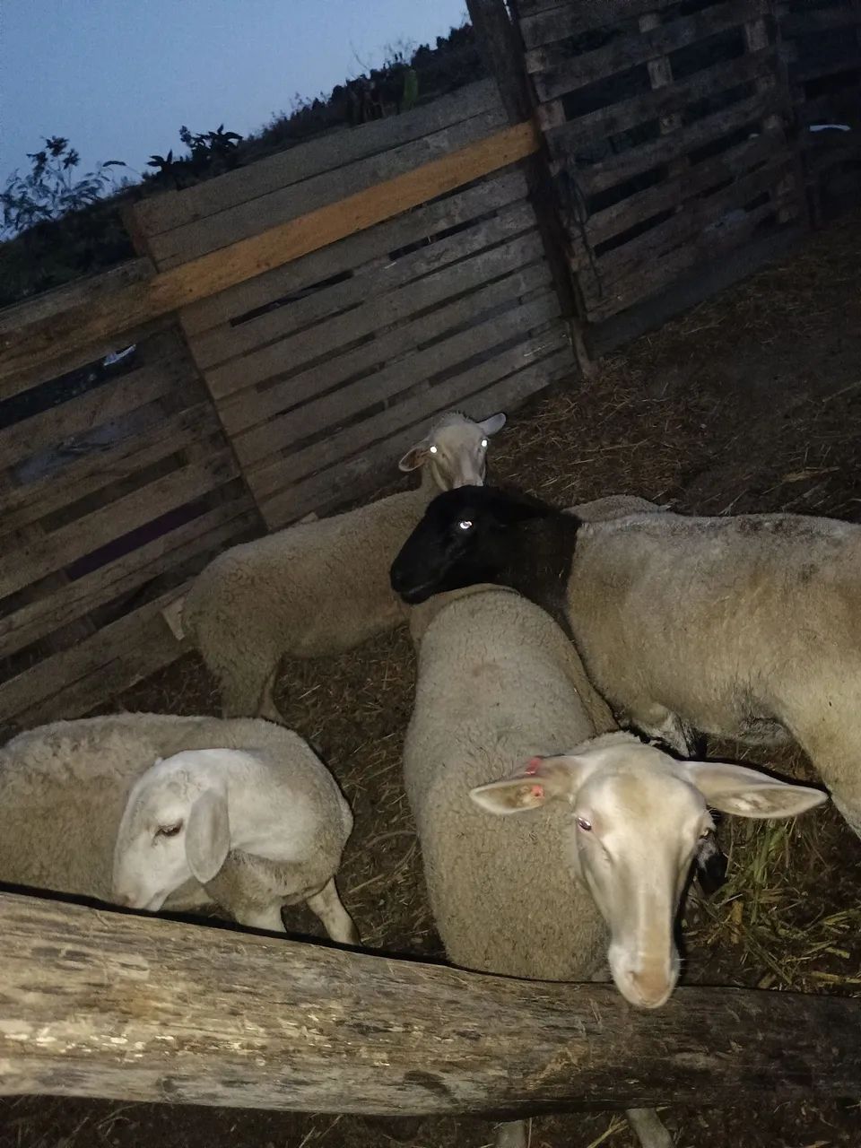 Lote de carneiro 