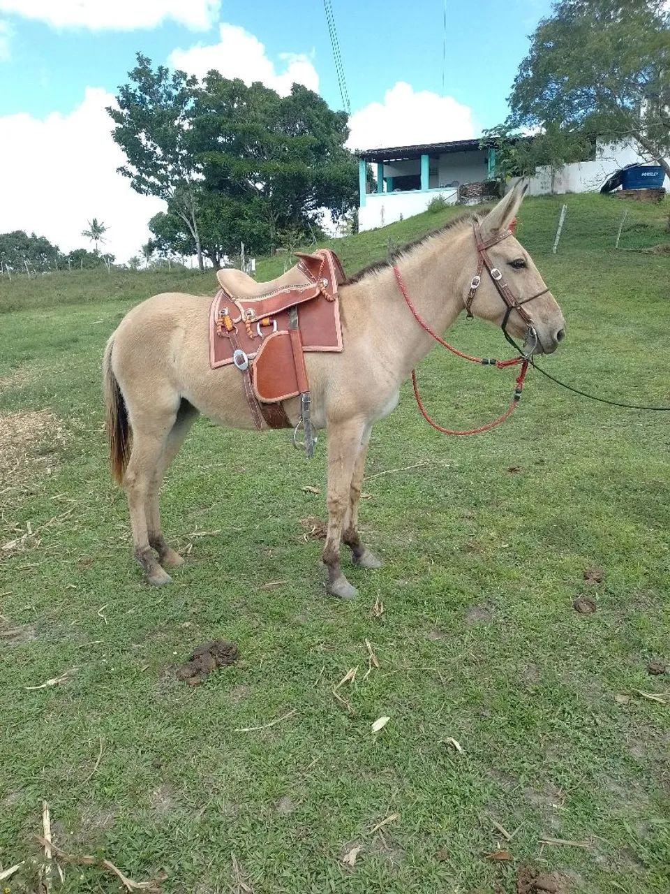 Burra Topada