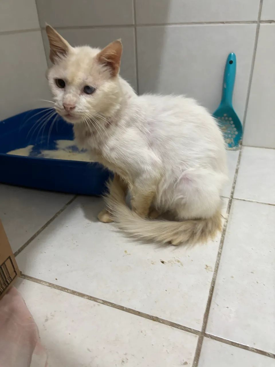 Gato - adoção especial