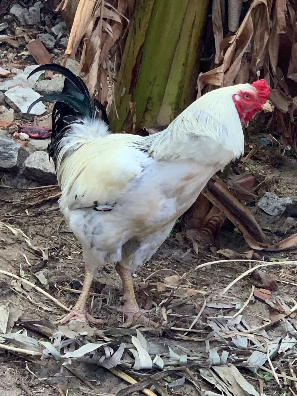 GALO CAIPIRÃO 