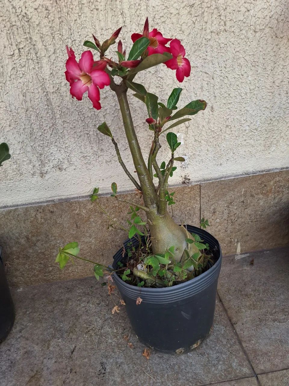 Rosa do deserto  - Foto 5