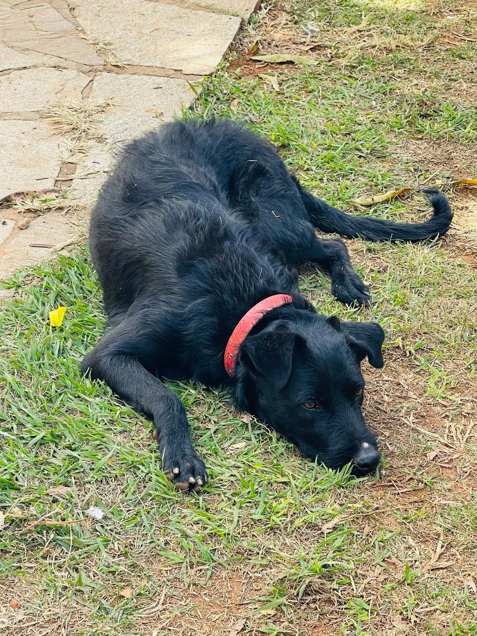 Cachorro  - Foto 2