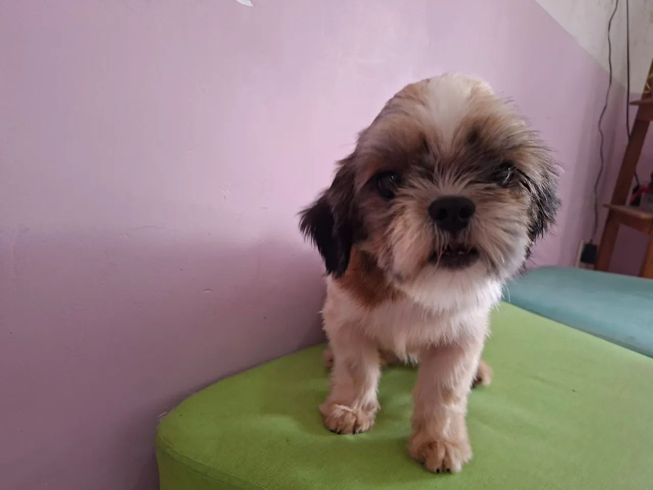 Shihtzu fêmea 10 meses - Foto 3