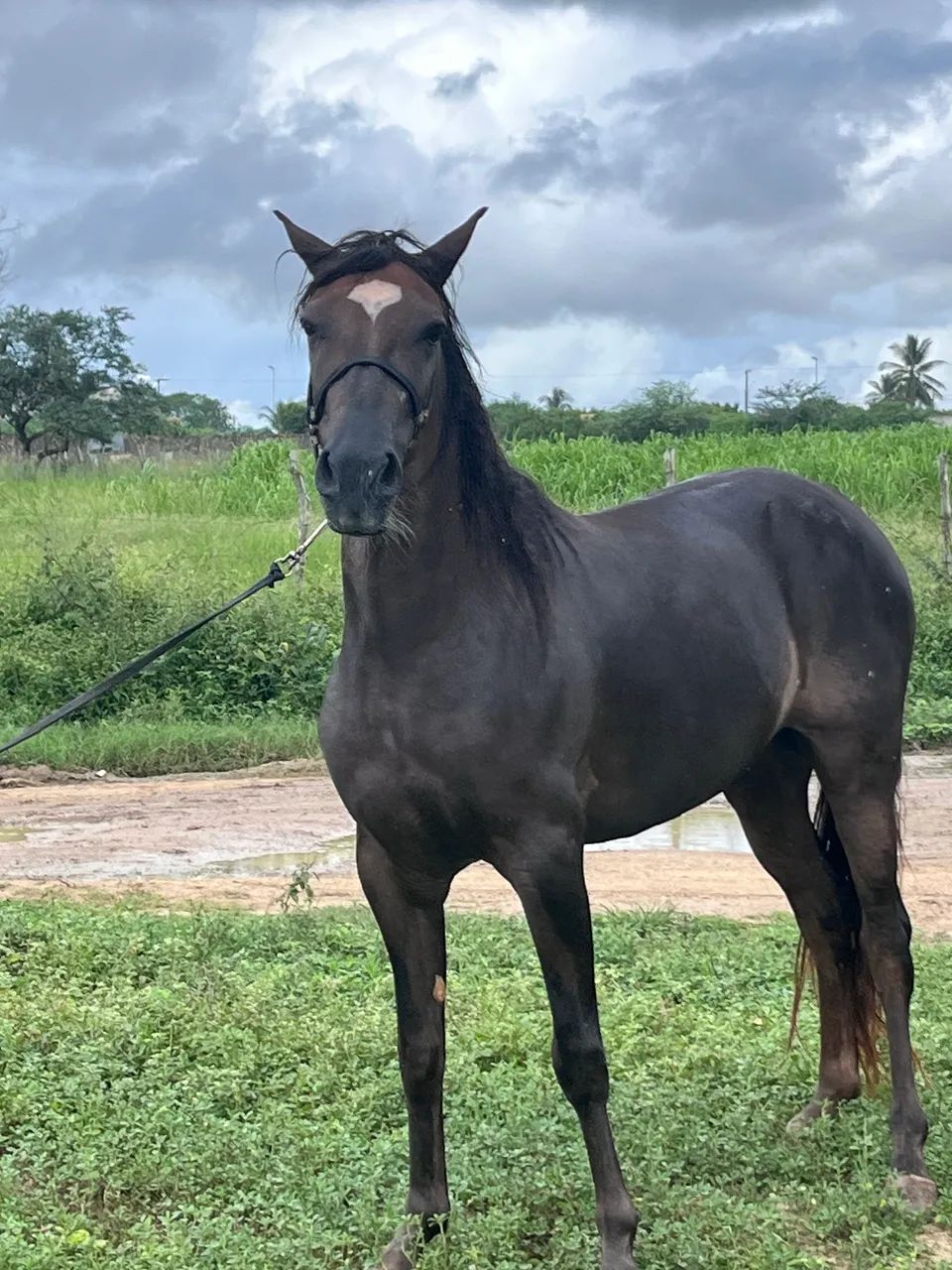 Vende-se Cavalo (4 anos)  - Foto 5