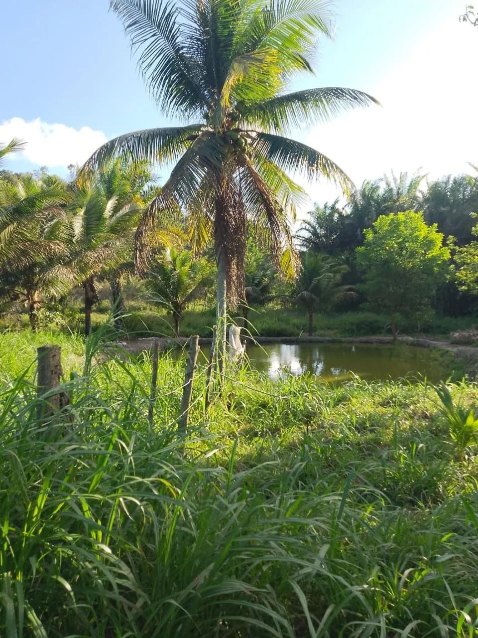 Sítio com Açude  - Foto 5