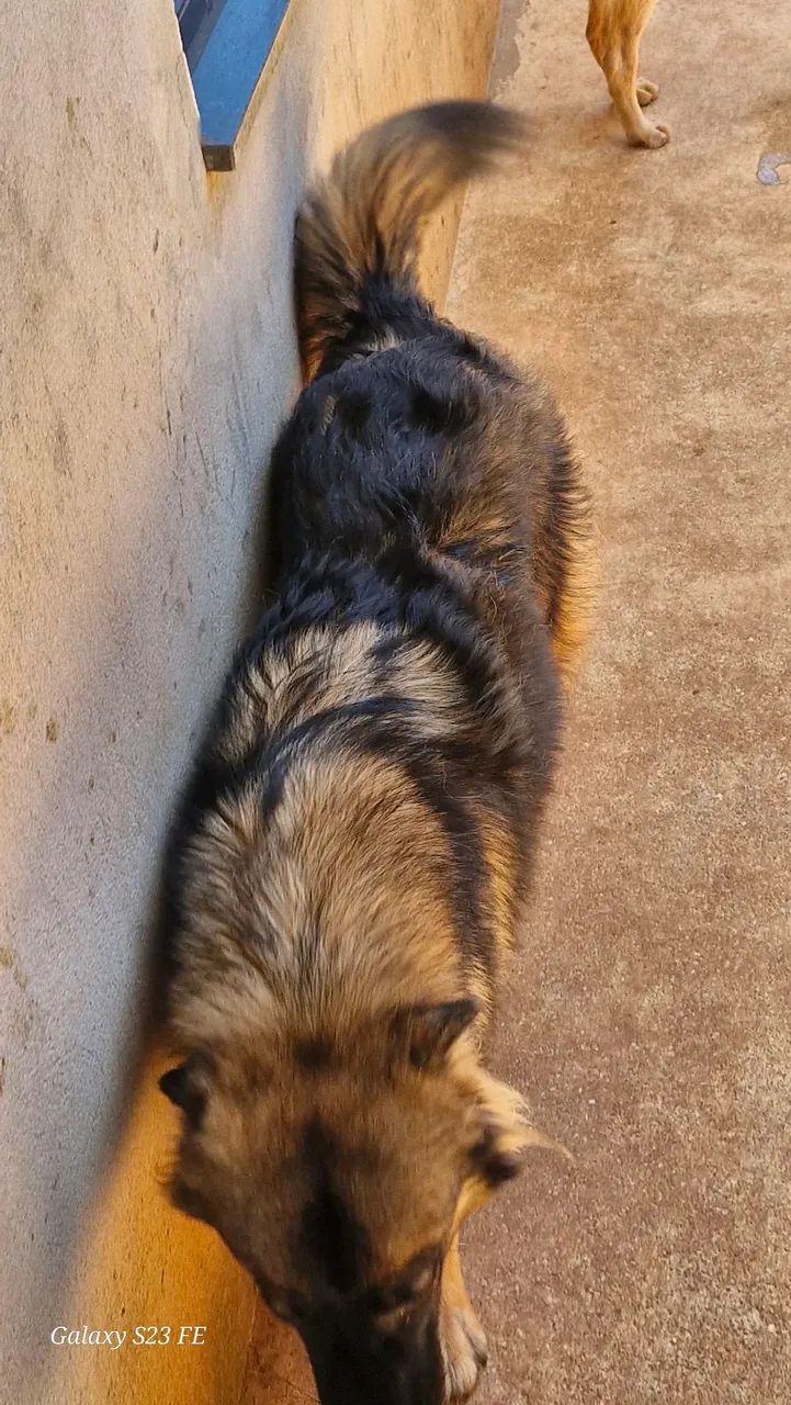 Cachorra  - Foto 5