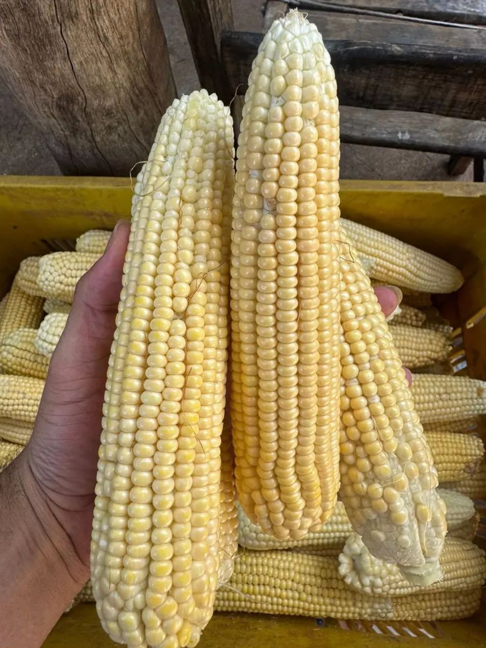 Milho verde $20 a DÚZIA 