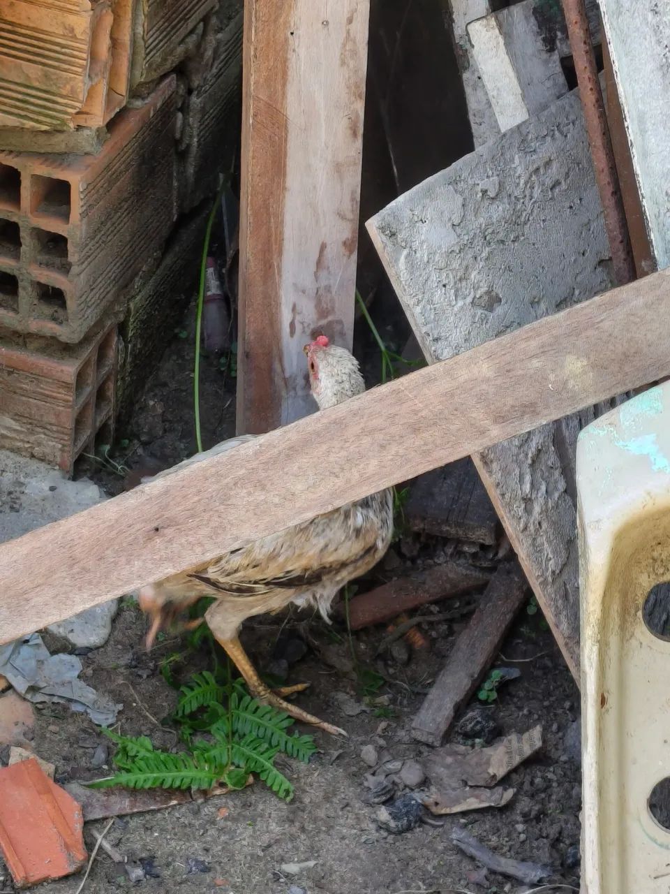 Galinhas e pintinhos  - Foto 2