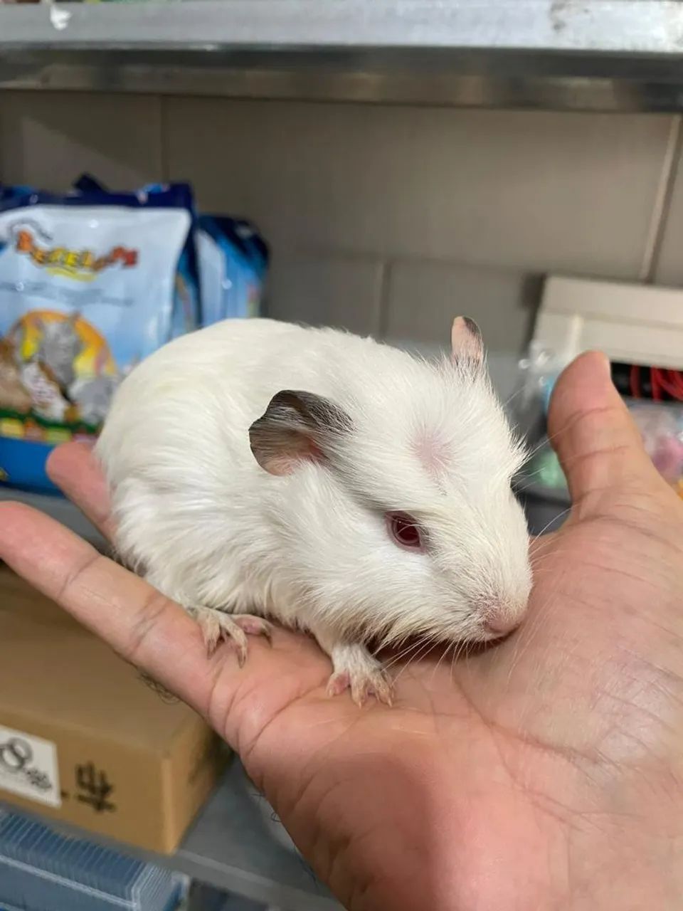 Porquinho da índia 