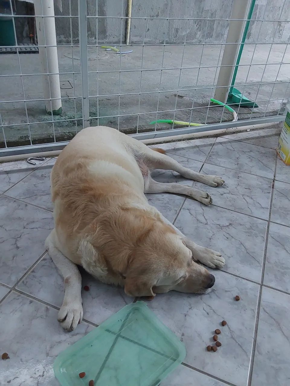 Adoção de cães 