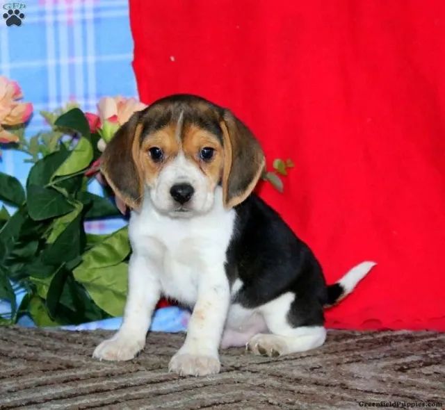 Beagle com Entrega Imediata - Aproveite