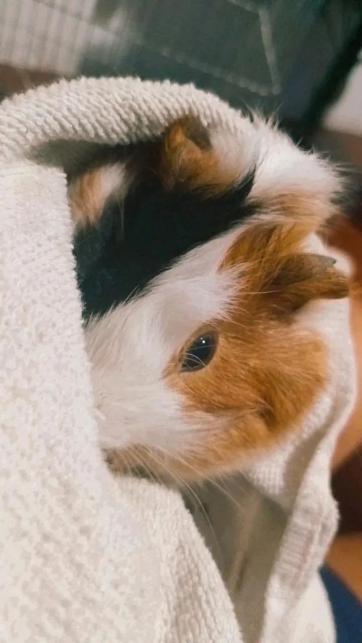 Porquinho da índia  - Foto 2