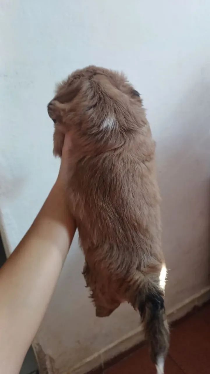Shih Tzu a venda  - Foto 3