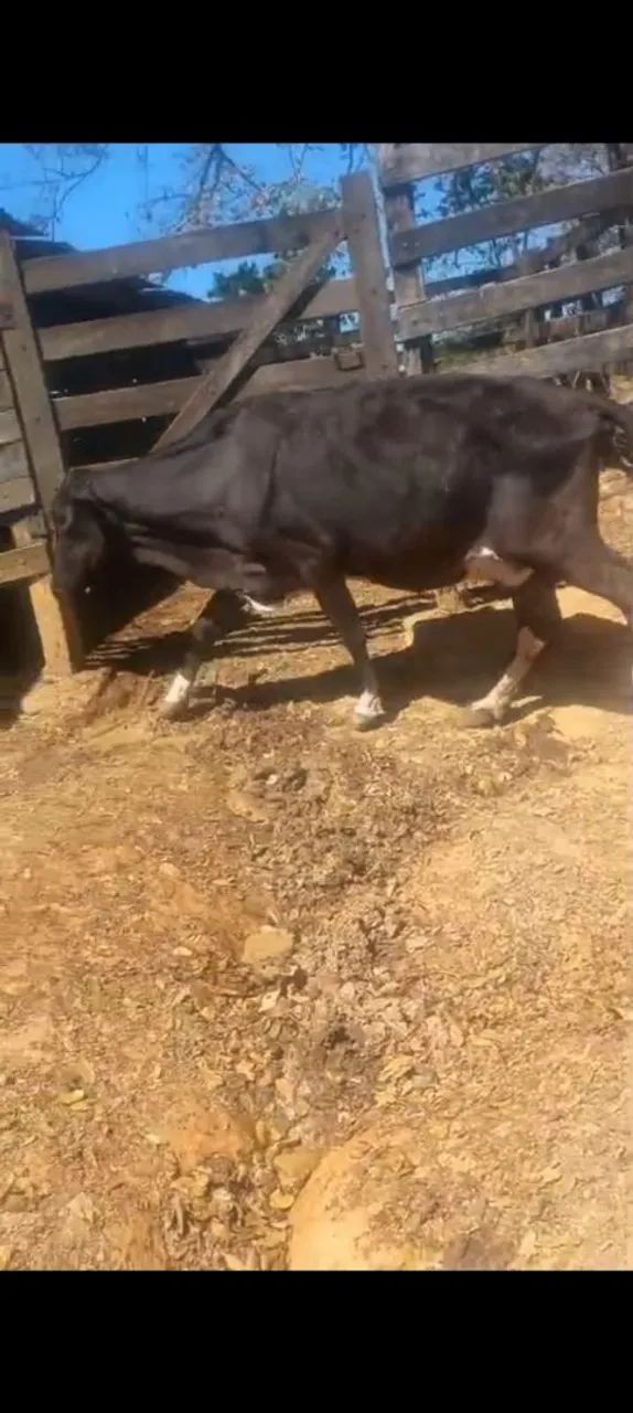 Vacas de leite - Foto 3