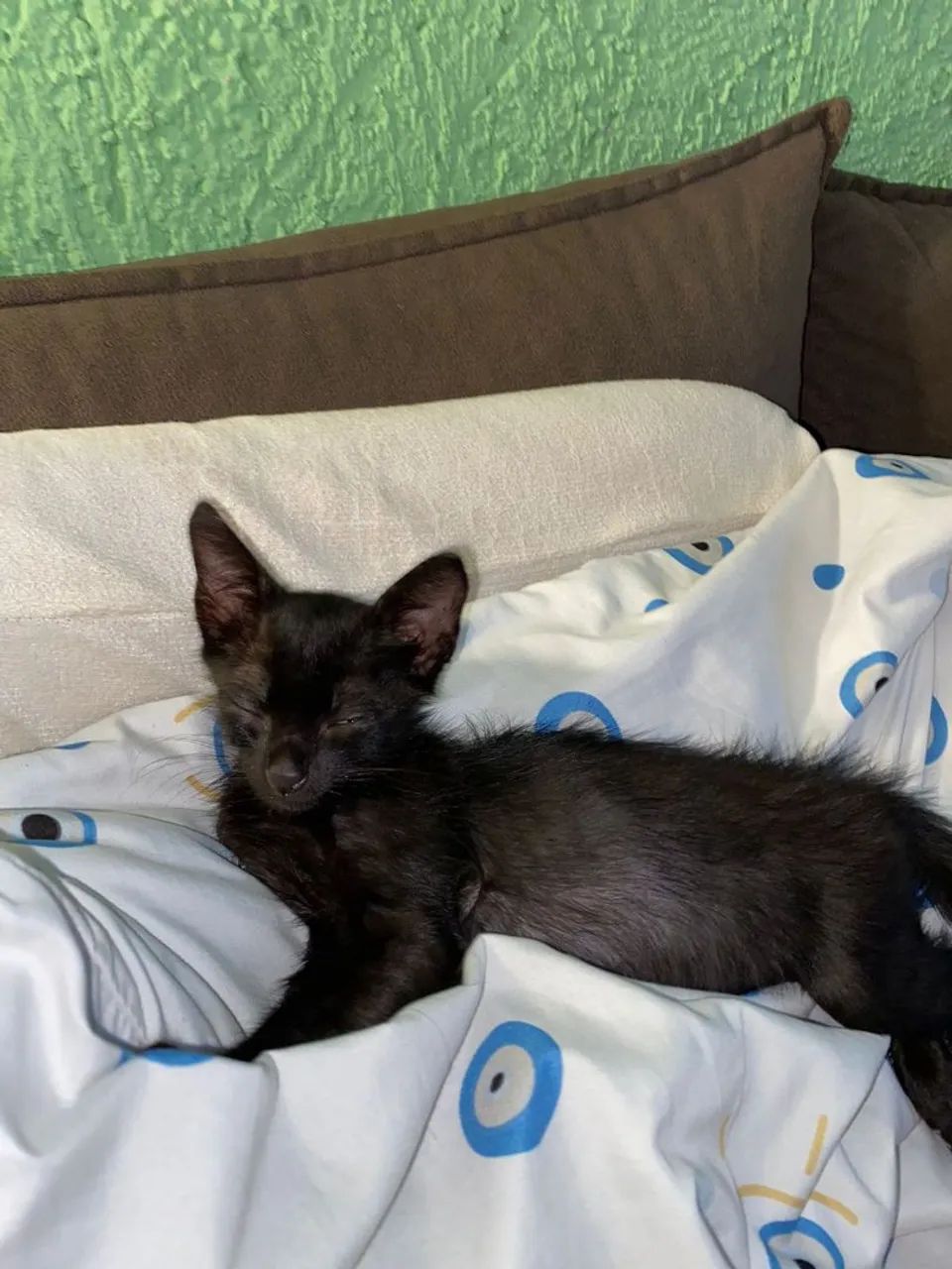 Doação gatinho filhote macho  - Foto 4