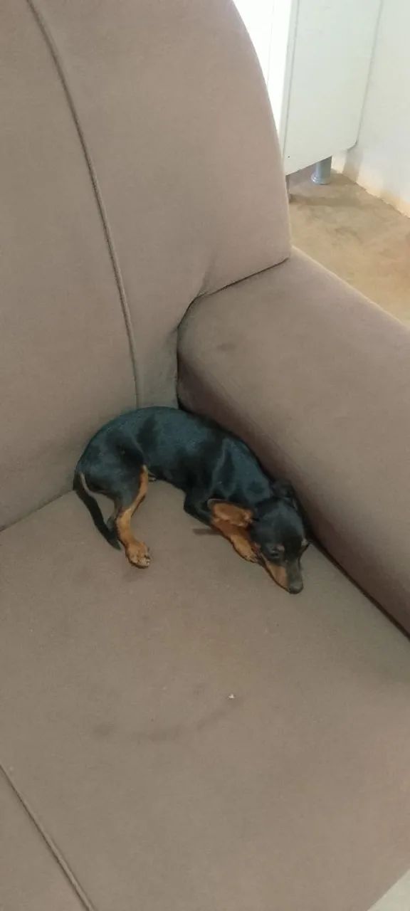 Cachorro adulto  - Foto 3