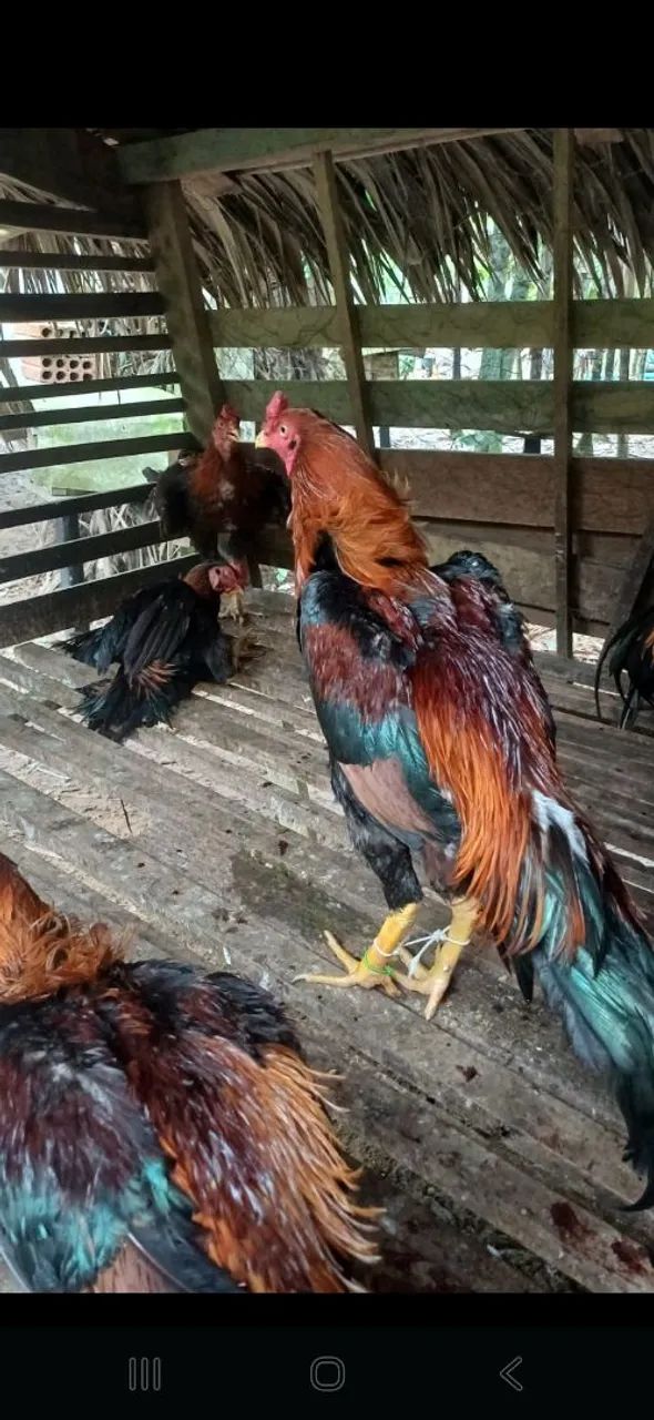 Frangos e galos indianos puro