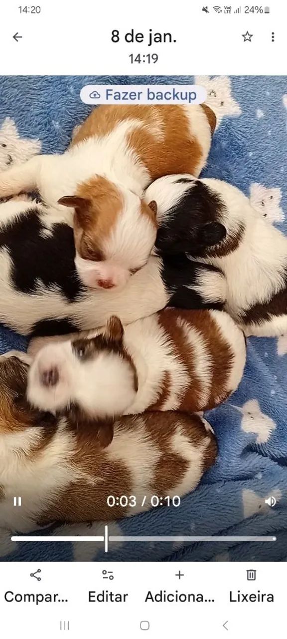 Lindos machos dr shitzu  - Foto 3