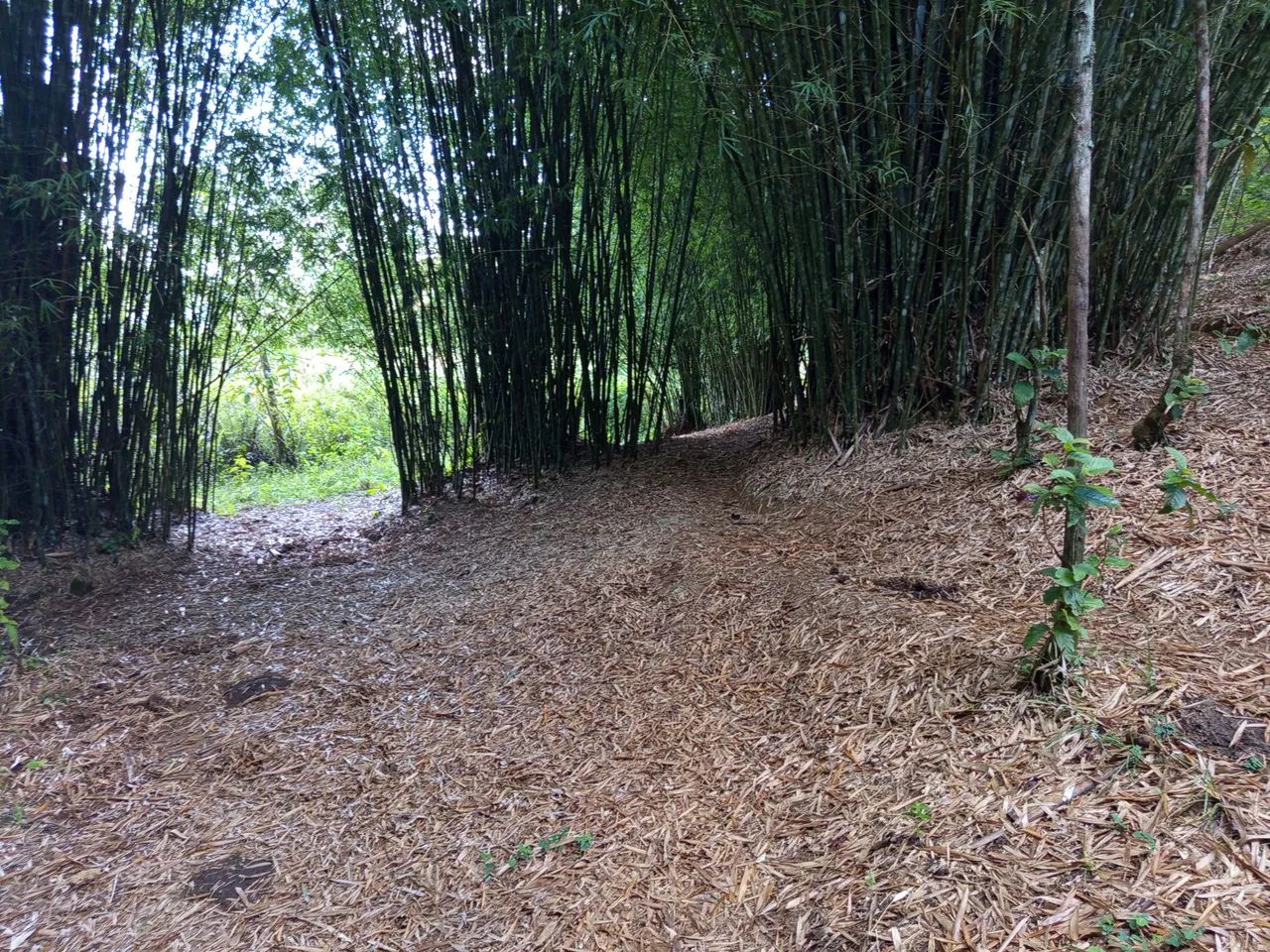 Terreno 4 alqueires  - Foto 9