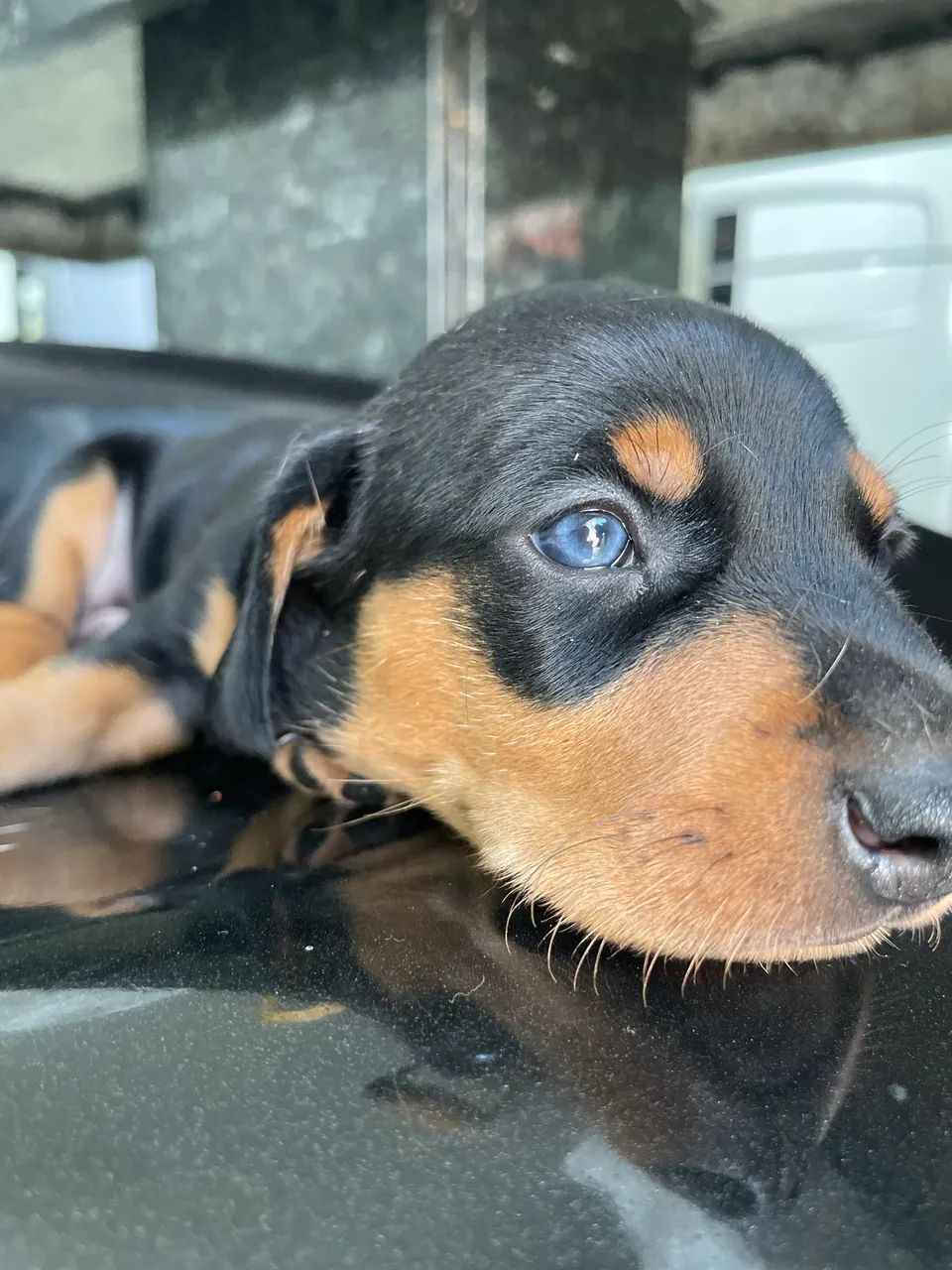 Dachshund  - Foto 2