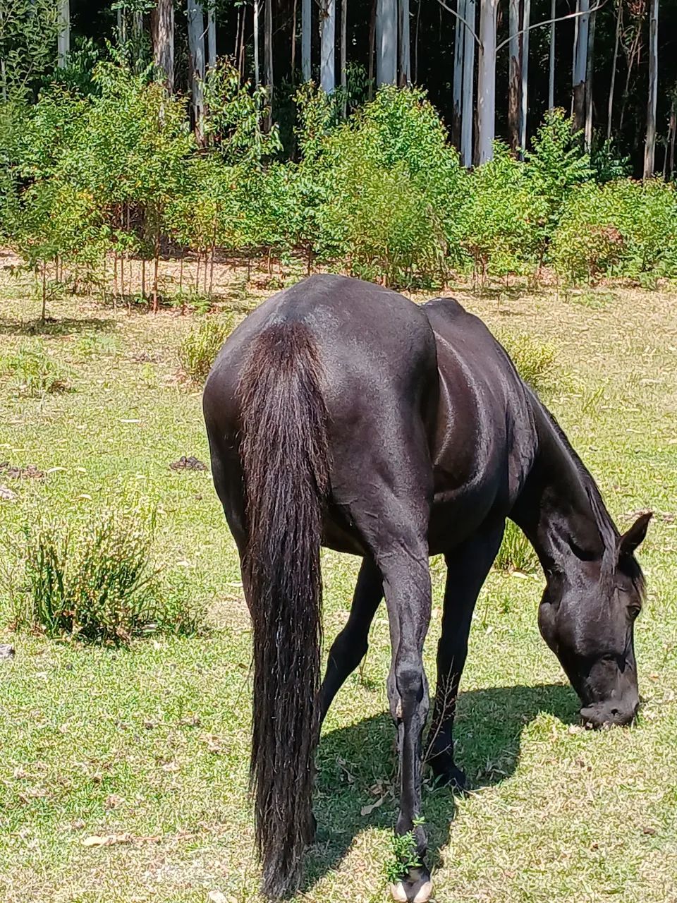 Cavalo. Égua boa de laço e corrida. - Foto 2