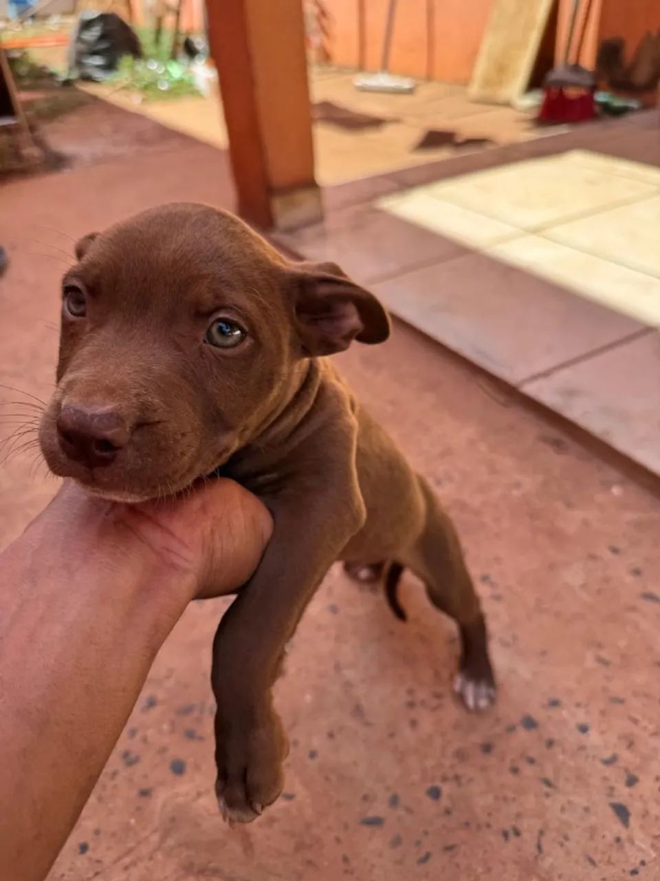 Filhote de pitbull 