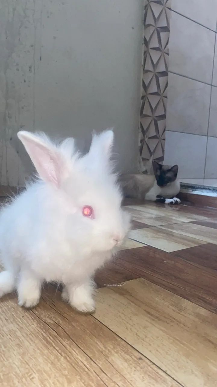 Vendo coelho branco - Foto 2