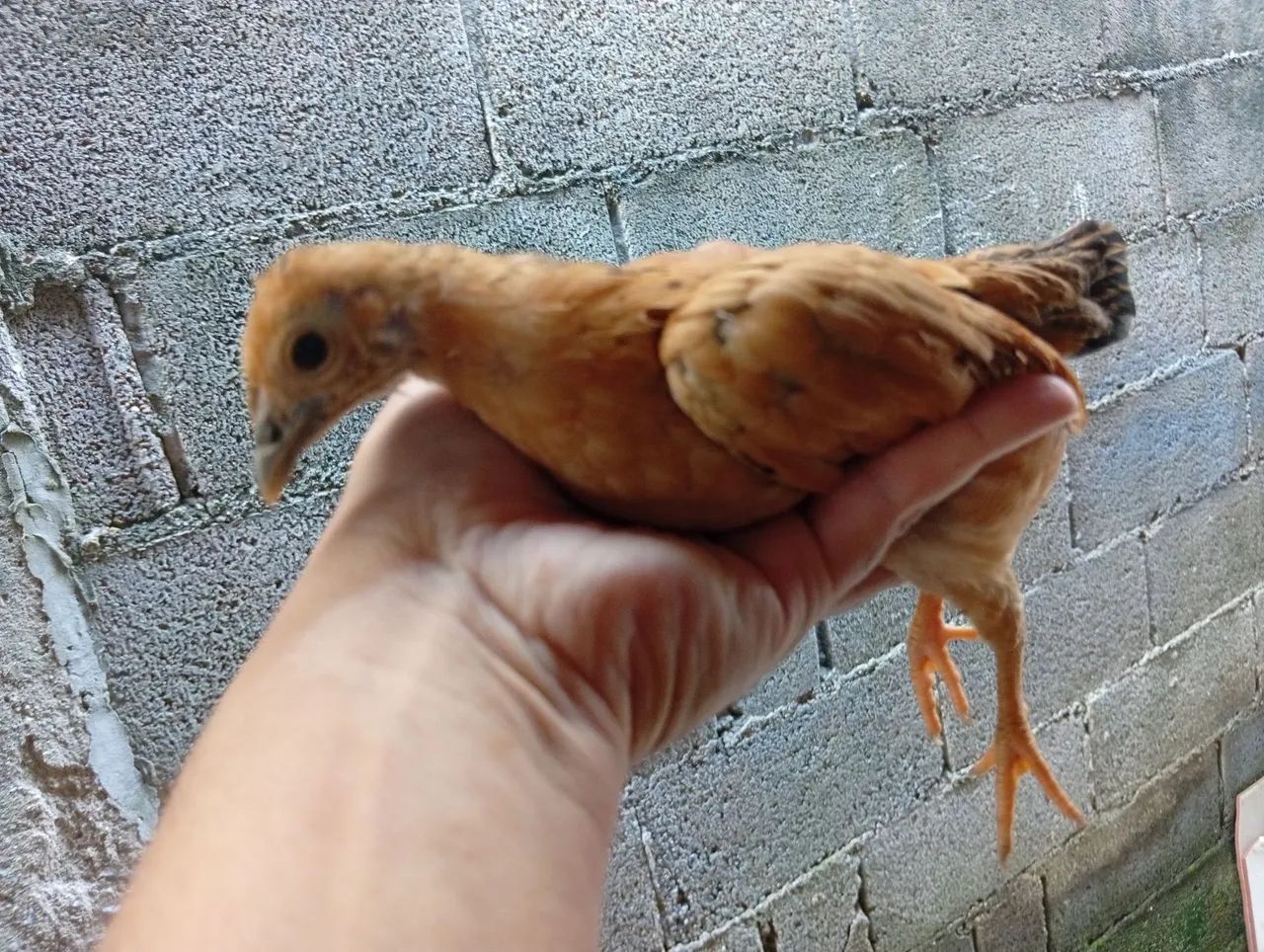 Galinha Mini garnizé - Foto 4