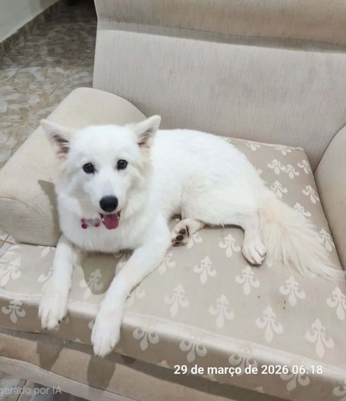 Pet - Foto 2