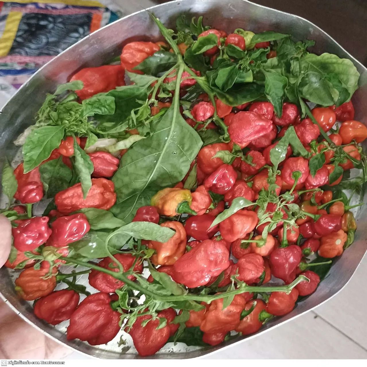 Pimenta Carolina Reaper in natura  - Foto 3