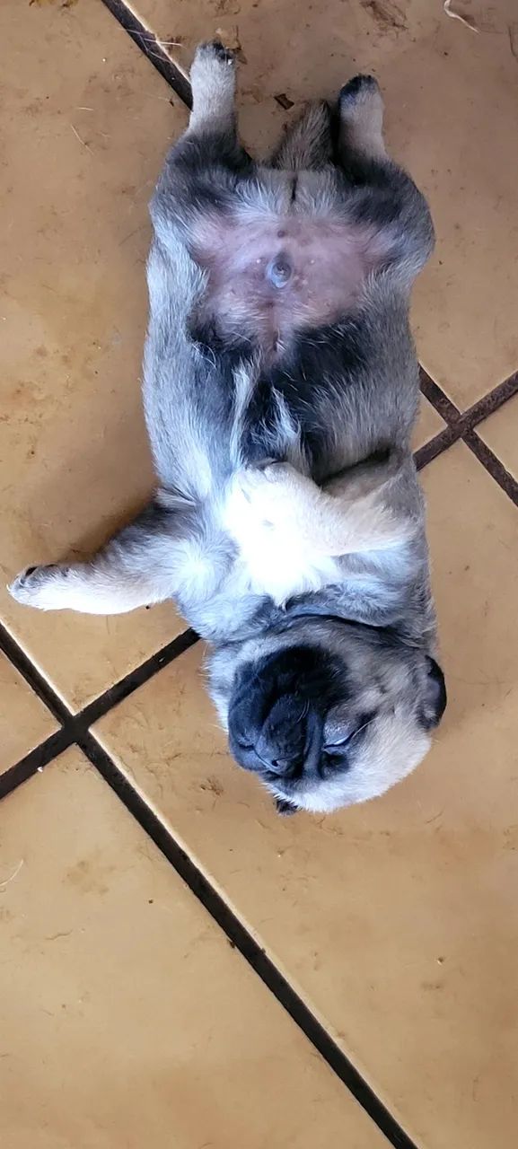 Cachorro | Raça Pug - Foto 4