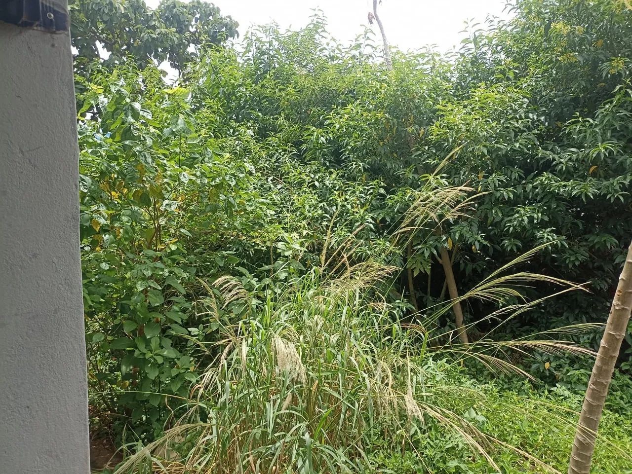 Limpeza De Terrenos - Foto 2