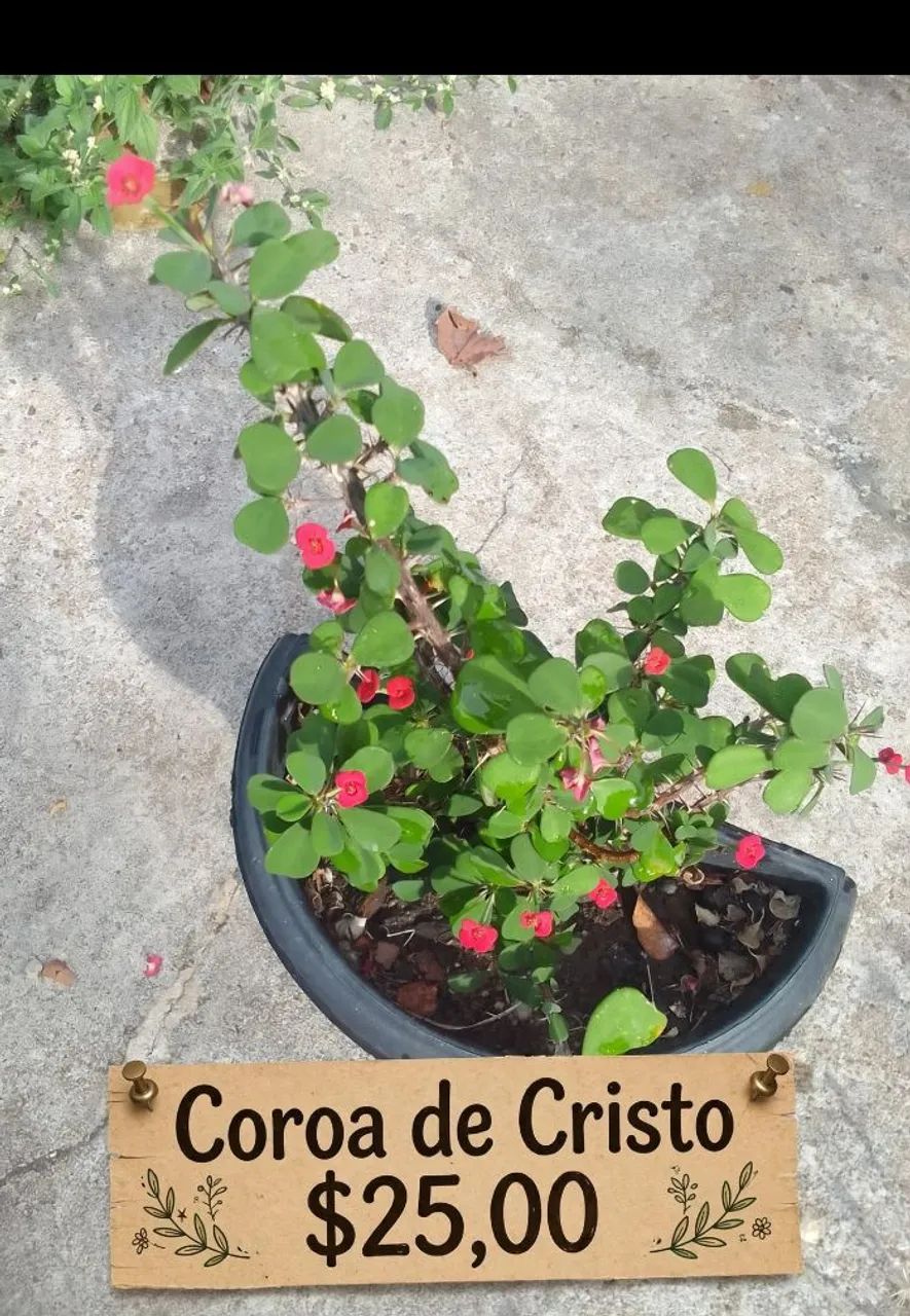 Plantas ornamentais  - Foto 4