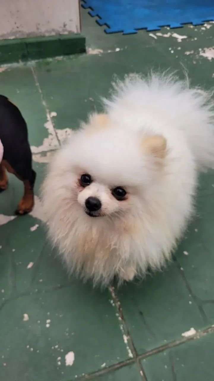 Macho Spitz anão cobertura  - Foto 5
