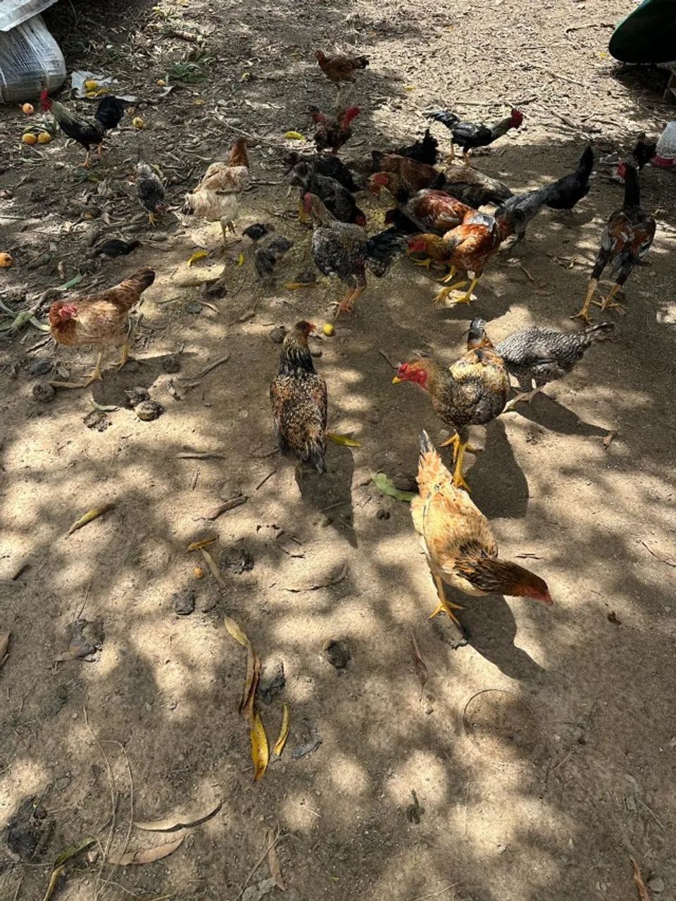 25 Galinhas caipiras