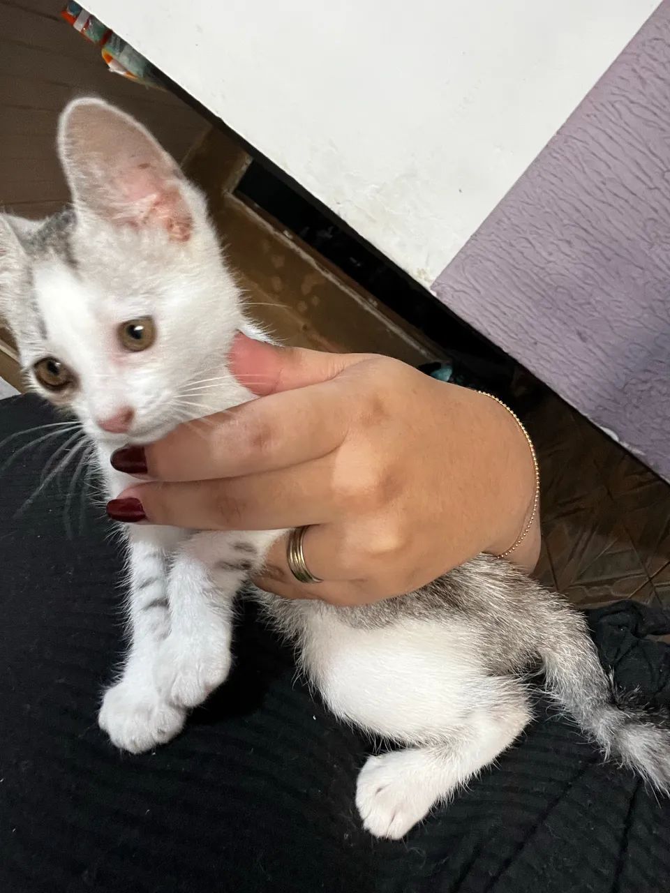 Gatinhas pra doação  - Foto 2