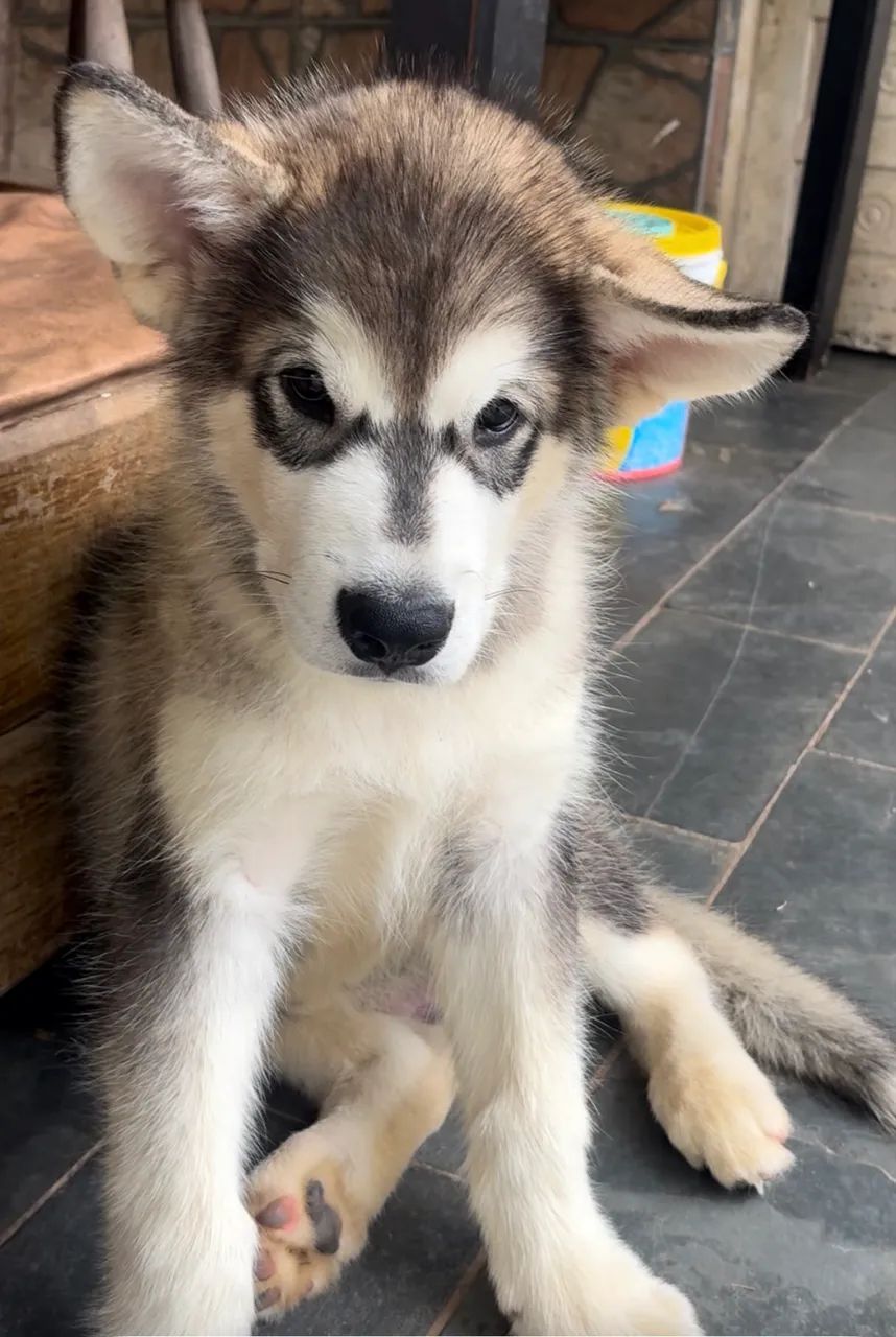 Malamute do Alasca - Foto 2