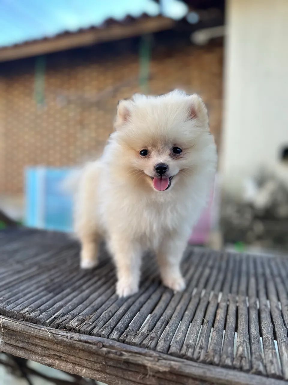 Filhotes de Spitz Alemão  - Foto 3