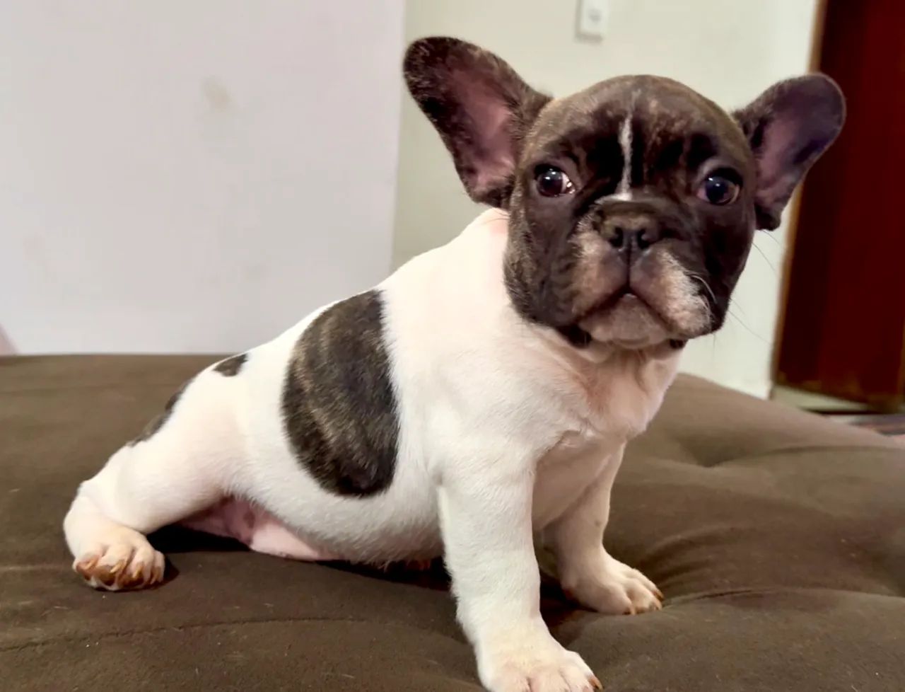 Buldogue francês filhotes  - Foto 2