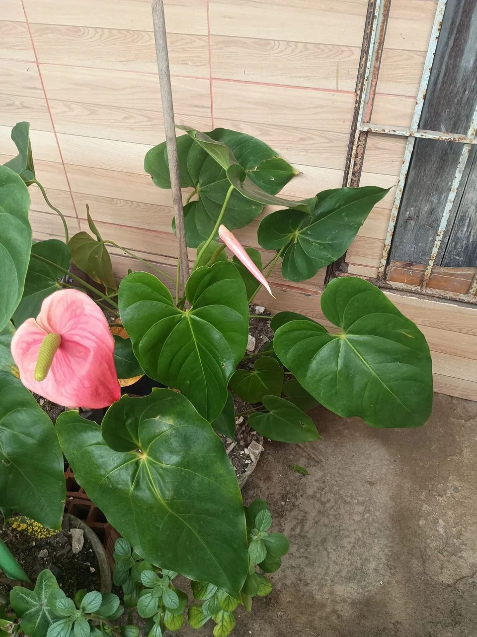 Vende-se plantas - Foto 3