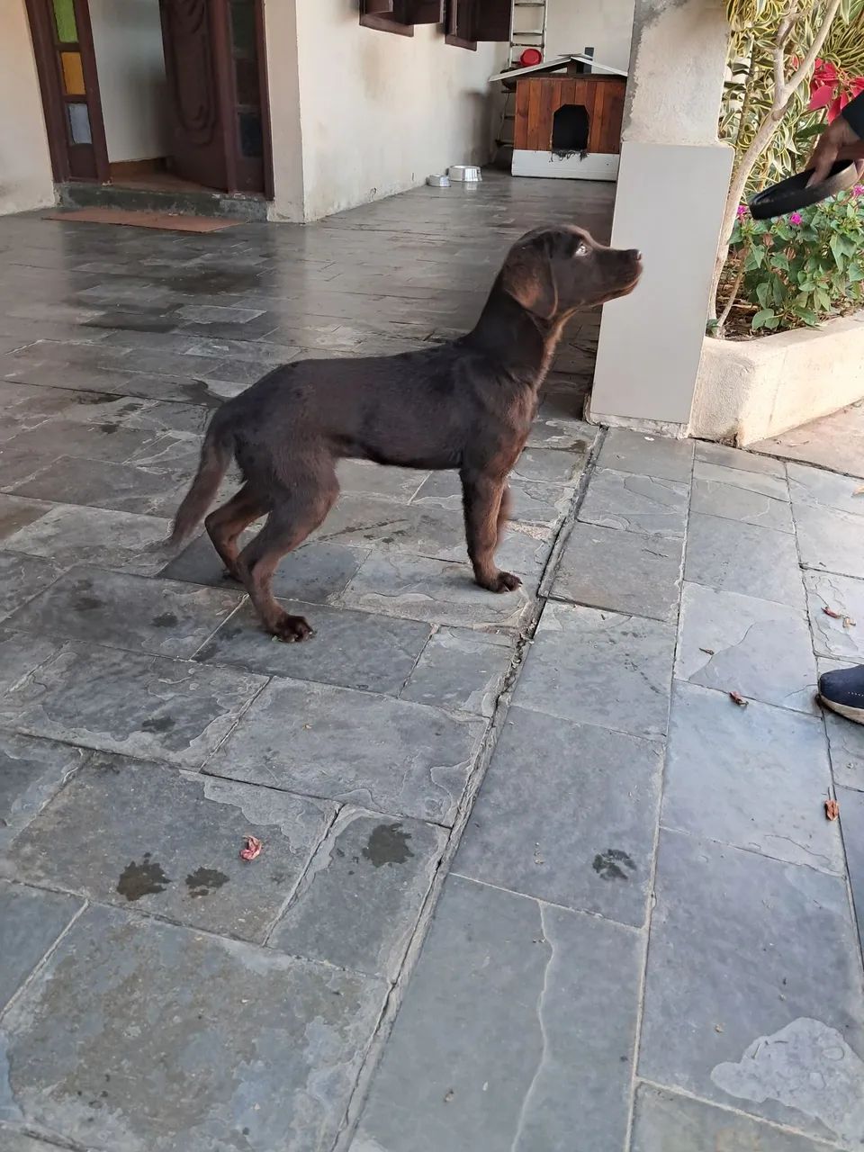 Cachorro 