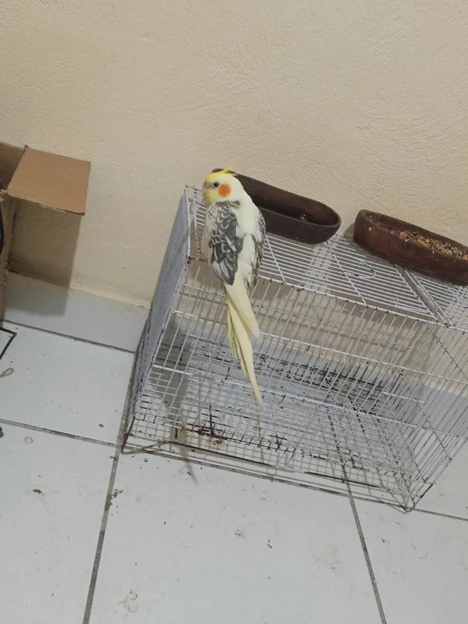 Gaiola 
