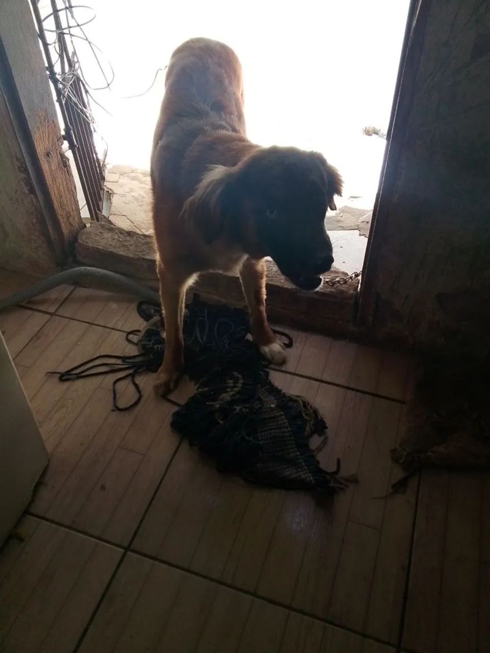 Doação de cachorro 