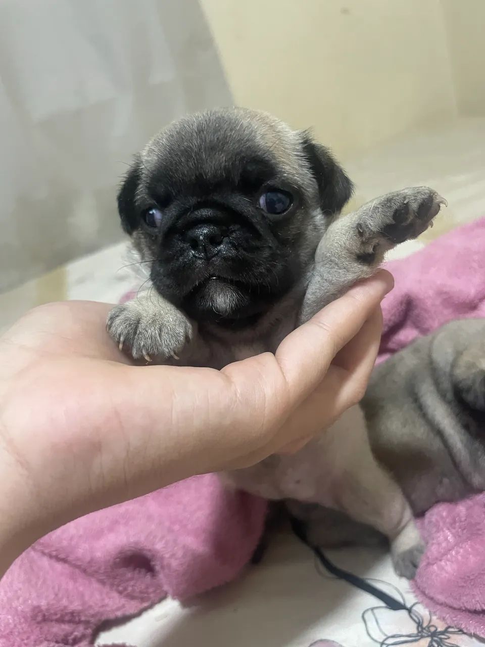 Pug Fêmea - Foto 3