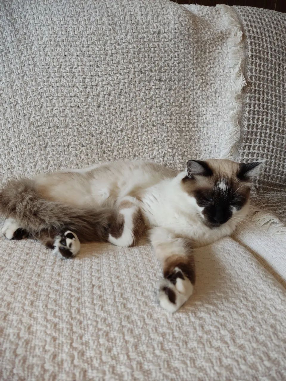 Doação de Gata