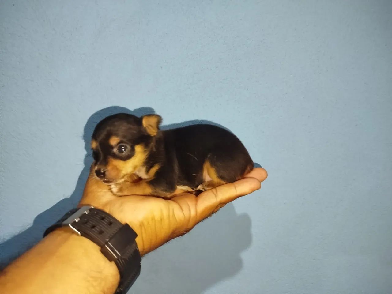 Pinscher macho - Foto 2