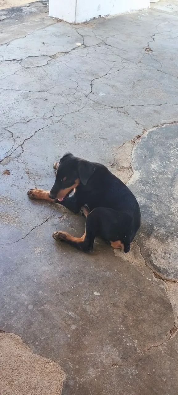 Filhotes disponíveis para entrega!!